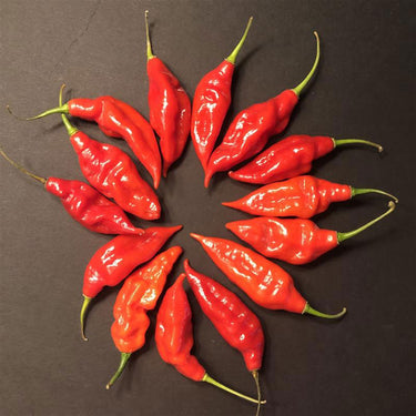 Hot Paper Lantern Pepper Seeds - The Pepper Pantry (Formerly Marie Sharp's)